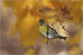 <p>ČÍŽEK LESNÍ (Carduelis spinus) ------- /Eurasian siskin - Erlenzeisig/</p>